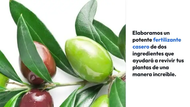 Video thumbnail for Potente fertilizante casero, con 2 ingredientes revives cada planta