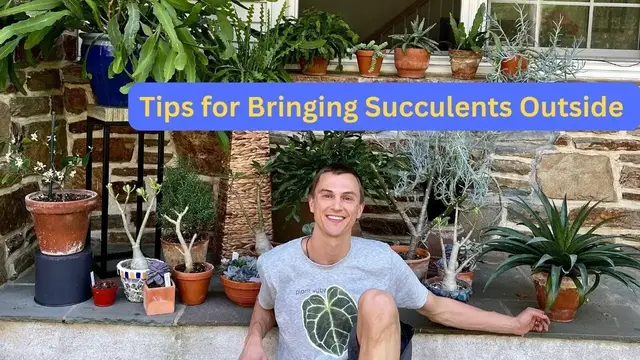 Video thumbnail for How to Bring SUCCULENTS Outside Correctly for Summer - Top 3 Tips