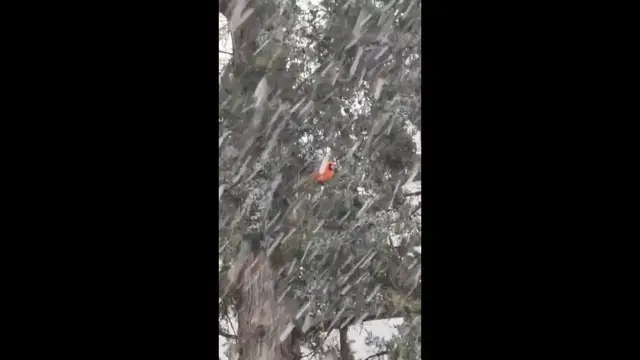 Video thumbnail for Lone Bird Carries On as Snow Covers the Ground in Winter