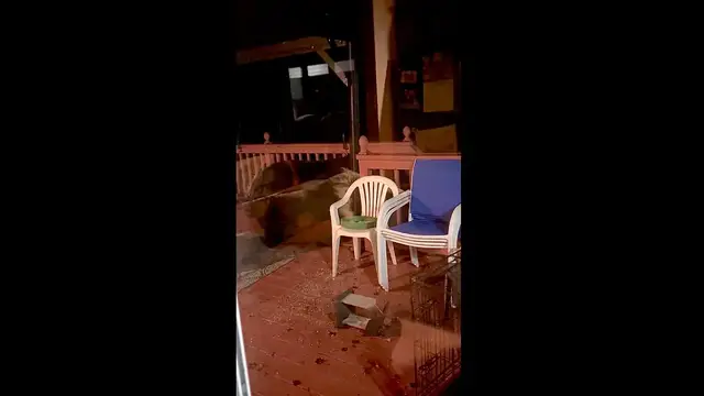 Video thumbnail for Bear Helps Itself to Bird Feeders While Cats Watch From Nearby