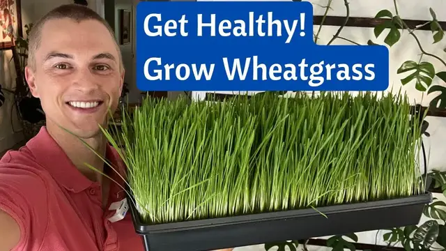 Video thumbnail for Grow WHEATGRASS Juice at Home in 8 Days - Incredible Health Benefits - Fast & Cheap