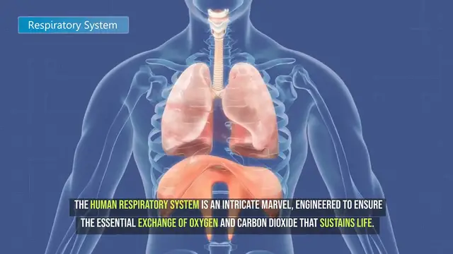 Video thumbnail for How Smoking Damages Your Lungs