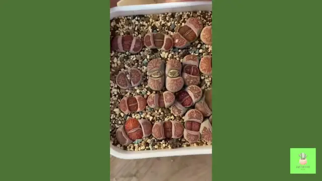 'Video thumbnail for Useful Tips For Succulents, Lithops - Part 7  '
