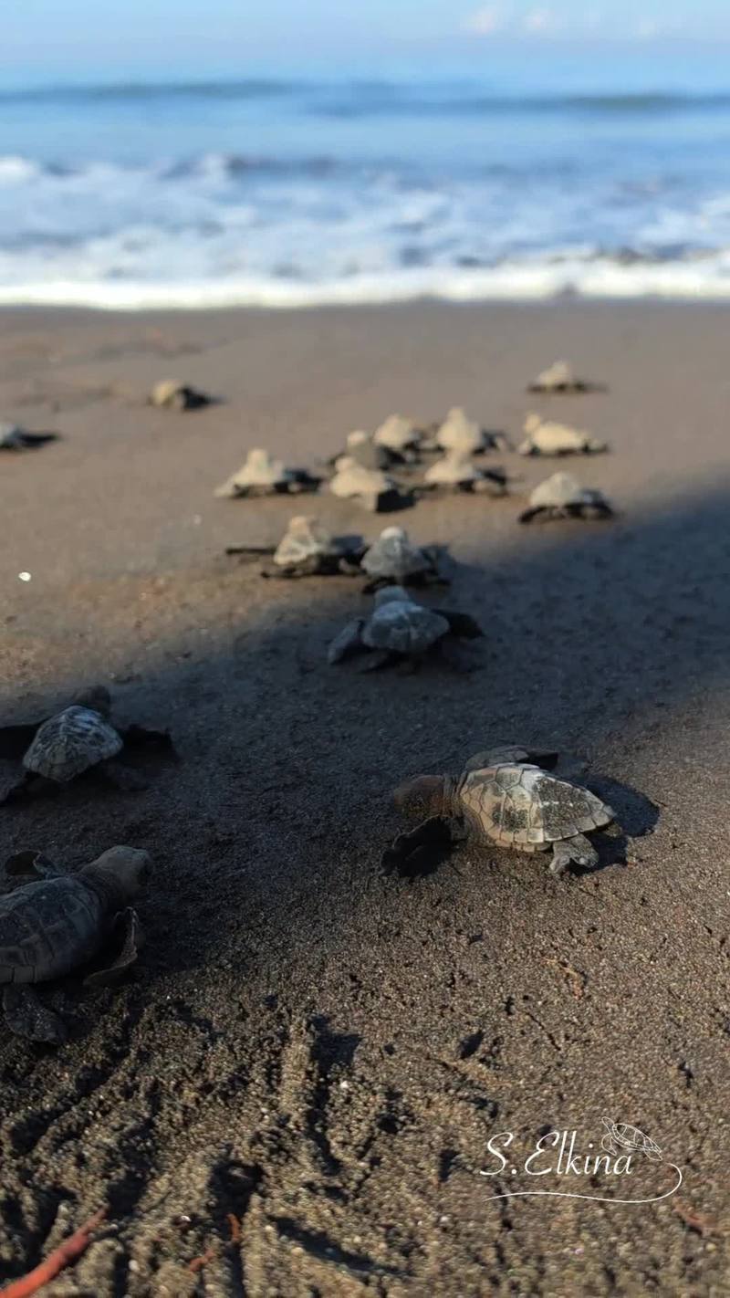 Video thumbnail for Releasing Baby Sea Turtles at a Bali Conservation Beach