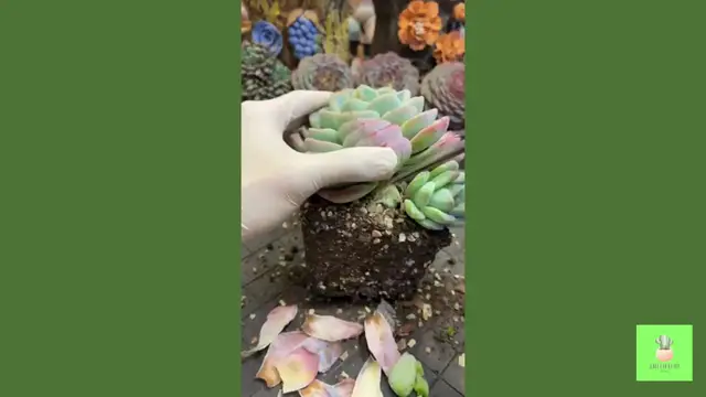'Video thumbnail for TOP 10 Succulent CARE Tips You Need To Know '