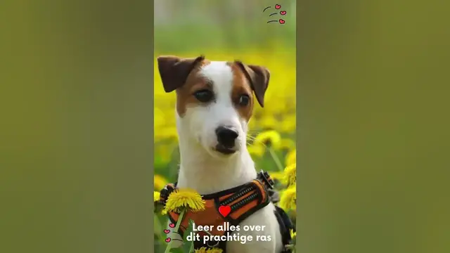 'Video thumbnail for Leer alles over je favoriete huisdieren'