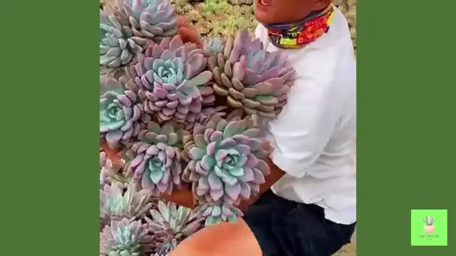 'Video thumbnail for Big and Beautiful Succulents '