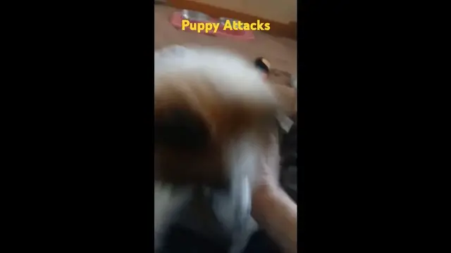 Video thumbnail for Tiny Fluffy Puppy Launches Adorable Play Attack