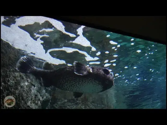Video thumbnail for Trip to The Aquarium of the Pacific - Long Beach, CA