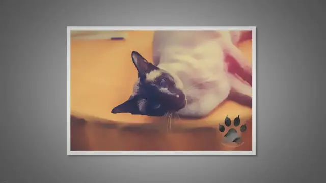 Video thumbnail for Do Siamese Cats Like Hot Weather? 14 Tips for a Comfy Cat