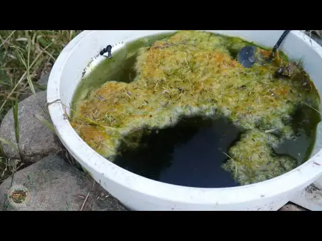 Video thumbnail for Update on Ponds. Update on Solar Air Pump. Update on Life