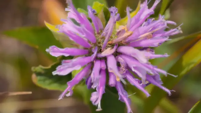 Video thumbnail for Best Wildflowers for Pollinators
