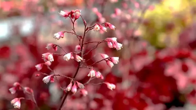 Video thumbnail for Hosta Companion Plants