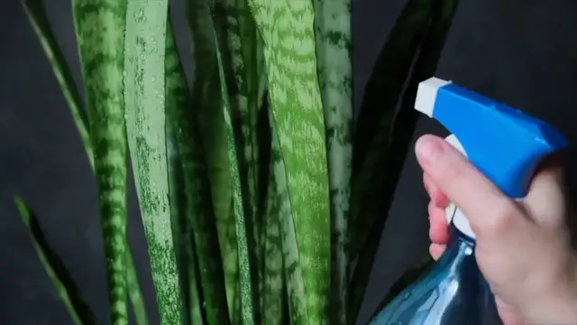 Video thumbnail for Snake Plant Care Guide