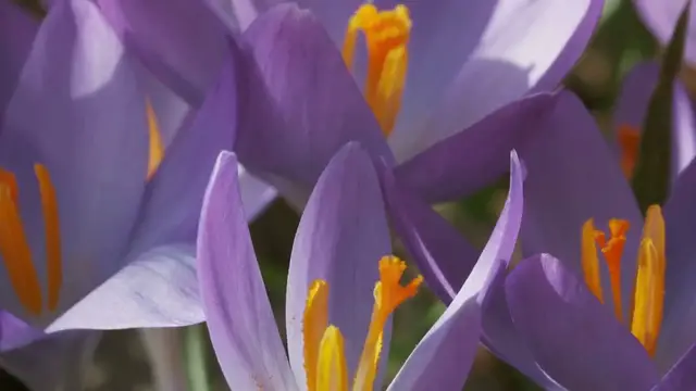Video thumbnail for Planting Crocus Bulbs in Fall
