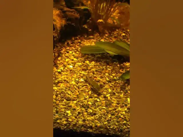 Video thumbnail for I can see clearly now the algae is gone #shorts