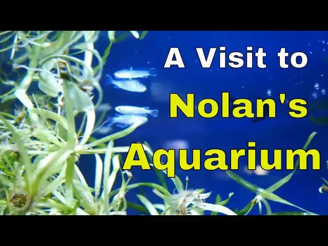 Video thumbnail for The fish at Nolan's Aquarium in Santa Ana California (Video Tank Tour) - Aquarium Thoughts