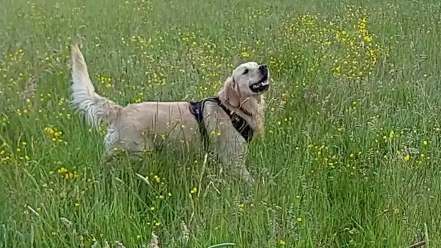 'Video thumbnail for Golden Retriever Simple Life - Official Announcement Trailer'