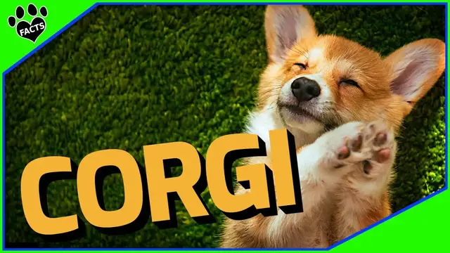 'Video thumbnail for Enchanting Corgis: Unveiling the Myths and Truths Behind the Pembroke Welsh Corgi'
