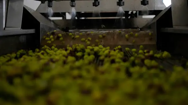 Video thumbnail for Europe heatwave: How record temperatures have affected farming
