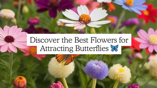 Video thumbnail for Best Flowers for Attracting Butterflies 🦋