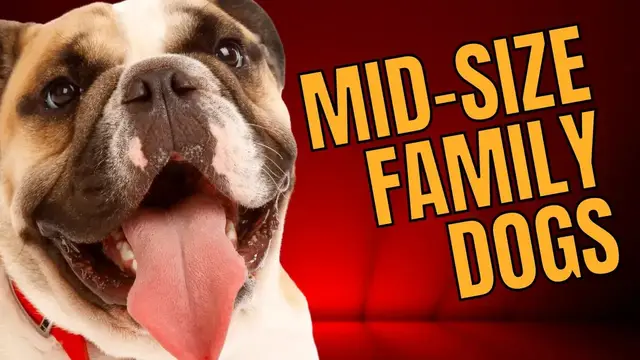 'Video thumbnail for Top 10 Best Medium Sized Dogs for Families - Dogs 101'
