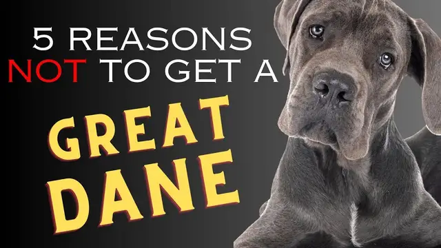 'Video thumbnail for 5 Reasons NOT to Get a Great Dane   Dogs 101'