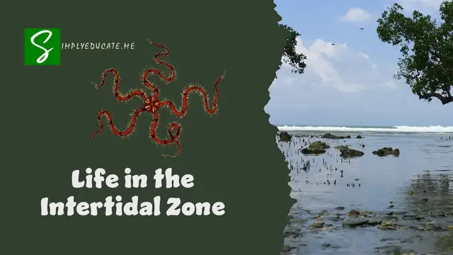 'Video thumbnail for Life in the Intertidal Zone'