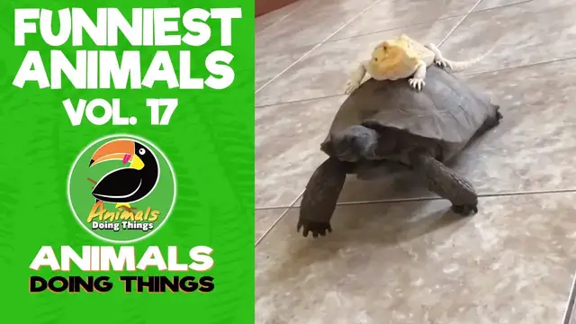 'Video thumbnail for Funny Animals Vol. 17 | Animals Doing Things'