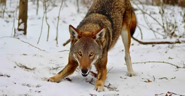 Video thumbnail for 13 Rarest Wolves on Earth and Their Natural Habitats