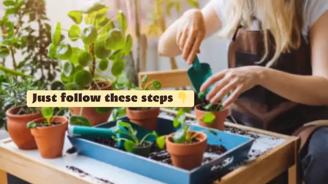 Video thumbnail for How to grow succulents in sand