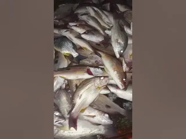 Video thumbnail for fishing 25 sep 2025 #fishing #safanafishing #hiphopmusic #music #fish #traphiphop#handfish