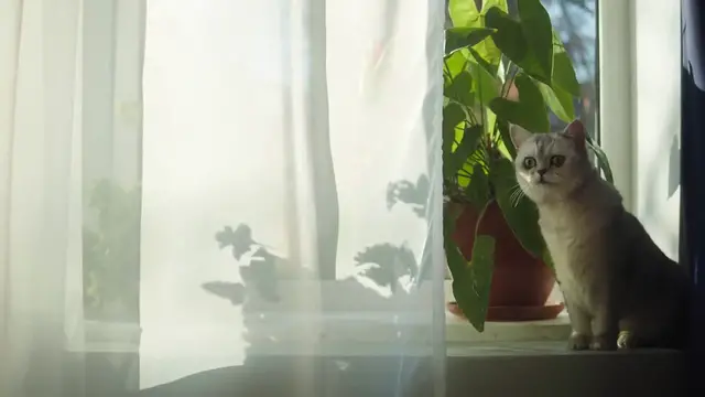 Video thumbnail for Best_plants_for_home_offices