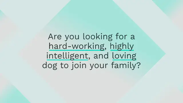 Video thumbnail for Border Collie Australian Shepherd mix: everything about this mixed breed