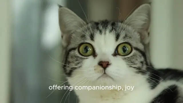 'Video thumbnail for The Unseen Threat: Viruses Your Pets Can Carry and How to Protect Your Family'