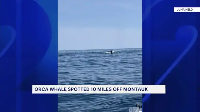 Video thumbnail for Orca whale spotted 10 miles off Montauk