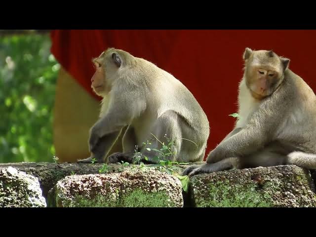 Video thumbnail for mother monkey