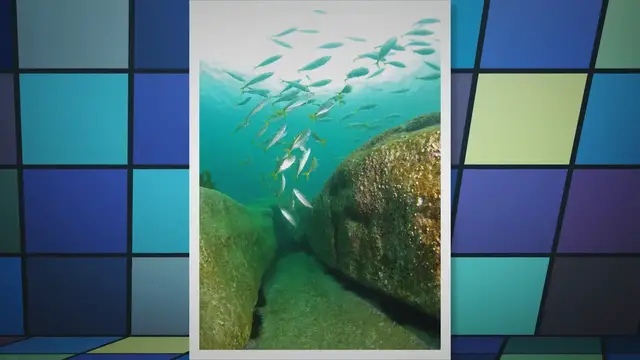 Video thumbnail for Do Fish Eat Mussels? Exploring the Diet of Fish