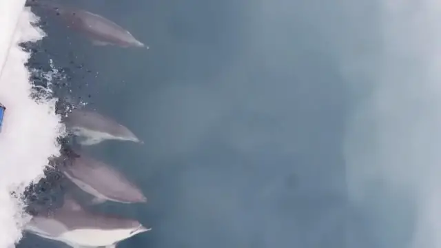Video thumbnail for Türkiye: Dolphins put on playful display beside fishermen's boat in northern Türkiye.