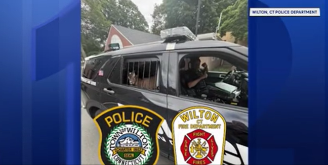 Video thumbnail for Owner of ‘suspicious’ goat found; animal released from police custody