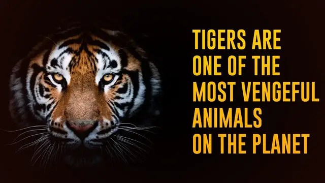 Video thumbnail for 12 Incredible Facts About Tigers