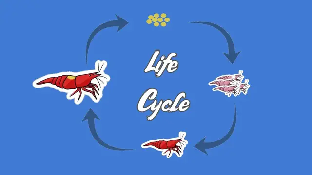 Video thumbnail for The Truly FASCINATING Life Cycle of the Humble Red Cherry Shrimp