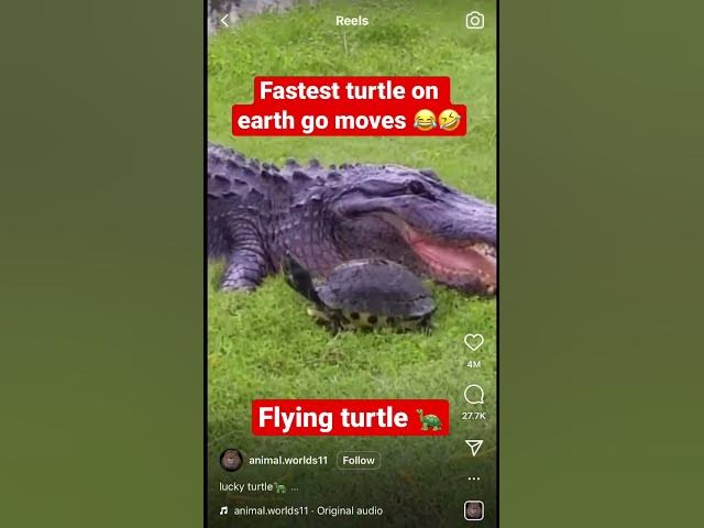 Video thumbnail for ⚡️Flash the turtle #funnymoments #nature