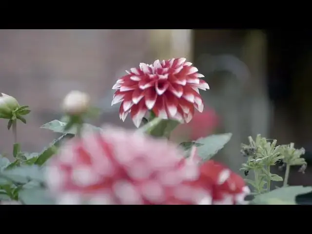 Video thumbnail for Red flowers