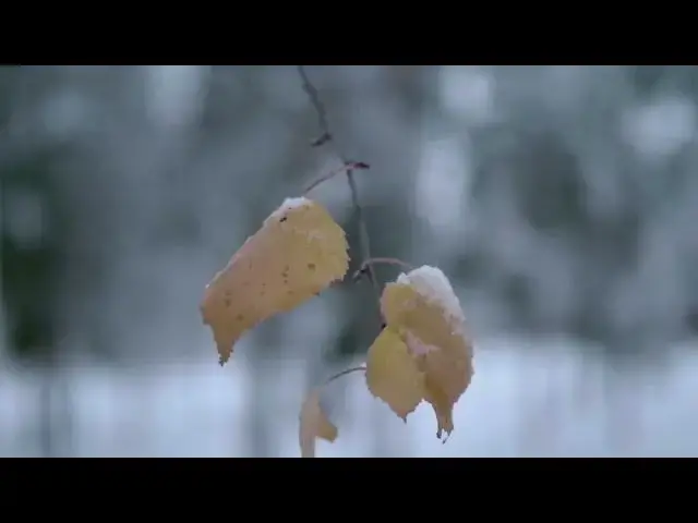 Video thumbnail for Orange leaves