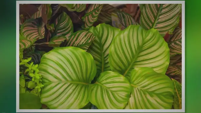 Video thumbnail for 10 Tips to Keep Your Calathea Healthy and Vibrant
