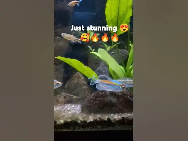 Video thumbnail for Just stunning & beautiful Congo Tetras in the morning. I love how they just color up. #congotetras