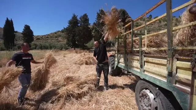 Video thumbnail for Palestinian farmers rush wheat harvest amid settler threats in West Bank.