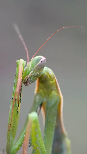 'Video thumbnail for Even the most powerful predators need a moment of calm. The way this mantis wiped away the morning dew mad...iercest creatures take time to care for themselves, finding peace in the quiet moments before the day begins.   Natural '