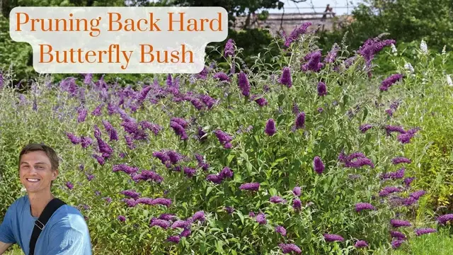 Video thumbnail for Butterfly Bush Hard Pruning - How to Cut Back Overgrown Buddleia for Better Flowering & Growth